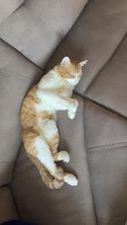 Lost Male Cat last seen By a car work shop , San Diego, CA 92115