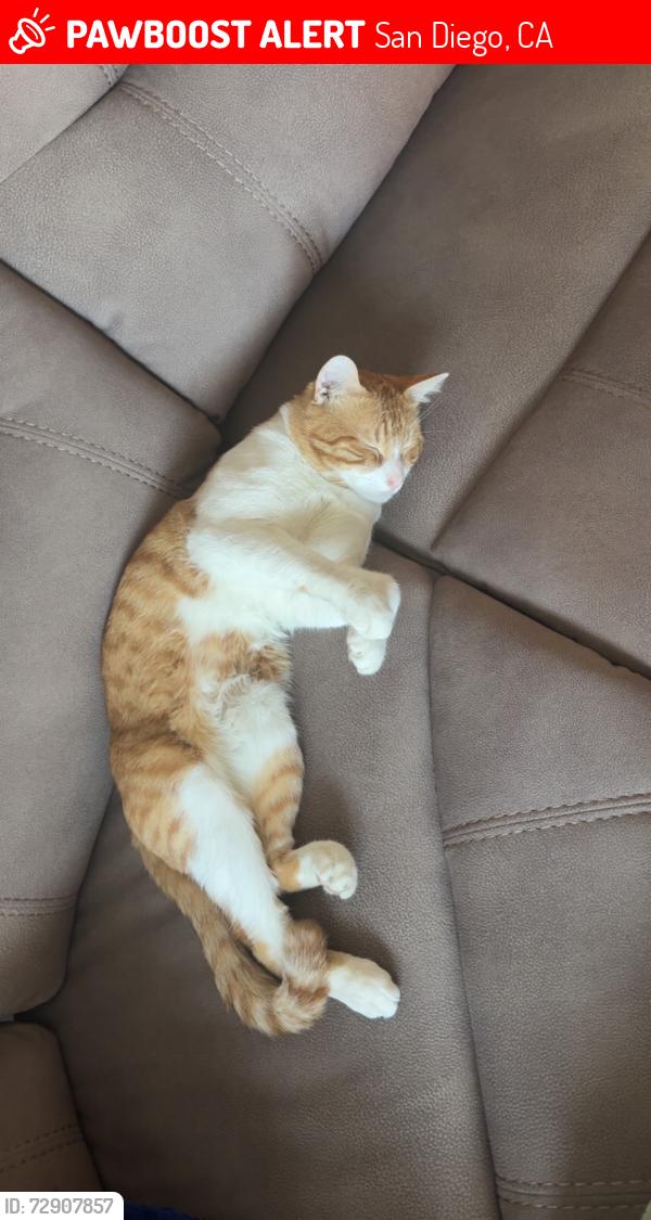 Lost Male Cat last seen By a car work shop , San Diego, CA 92115