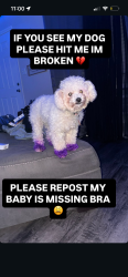 Reunited Female Dog last seen Redan, Decatur, GA 30032