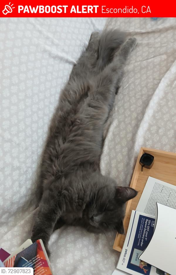 Lost Male Cat last seen E 6th and juniper - OLD ESCO, Escondido, CA 92025