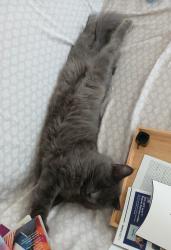 Lost Male Cat last seen E 6th and juniper - OLD ESCO, Escondido, CA 92025
