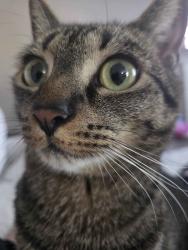 Reunited Female Cat last seen Eastfield Road, Huntersville, NC 28078