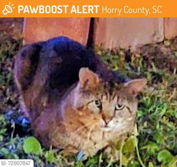 Found/Stray Unknown Cat last seen CHARTER DR & CHESHIRE CT - COLONIAL CHARTERS,  LONGS SC, Horry County, SC 29568