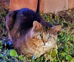 Found/Stray Unknown Cat last seen CHARTER DR & CHESHIRE CT - COLONIAL CHARTERS,  LONGS SC, Horry County, SC 29568