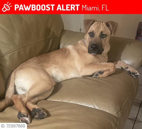 Lost Male Dog last seen Near street and Nw 10th avenue , Miami, FL 33127