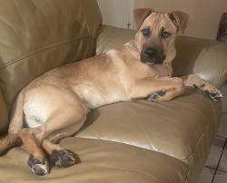 Lost Male Dog last seen Near street and Nw 10th avenue , Miami, FL 33127