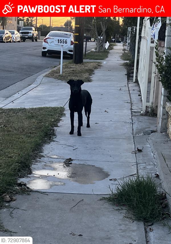 Lost Unknown Dog last seen Ramona Ave and N Western Ave, San Bernardino, CA 92411