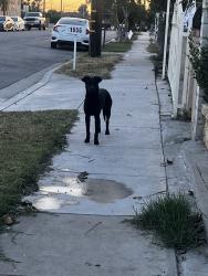 Lost Unknown Dog last seen Ramona Ave and N Western Ave, San Bernardino, CA 92411