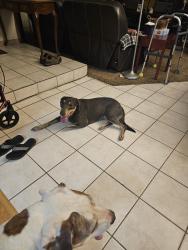 Reunited Female Dog last seen Spikenard Dr Henderson Nevada , Henderson, NV 89002