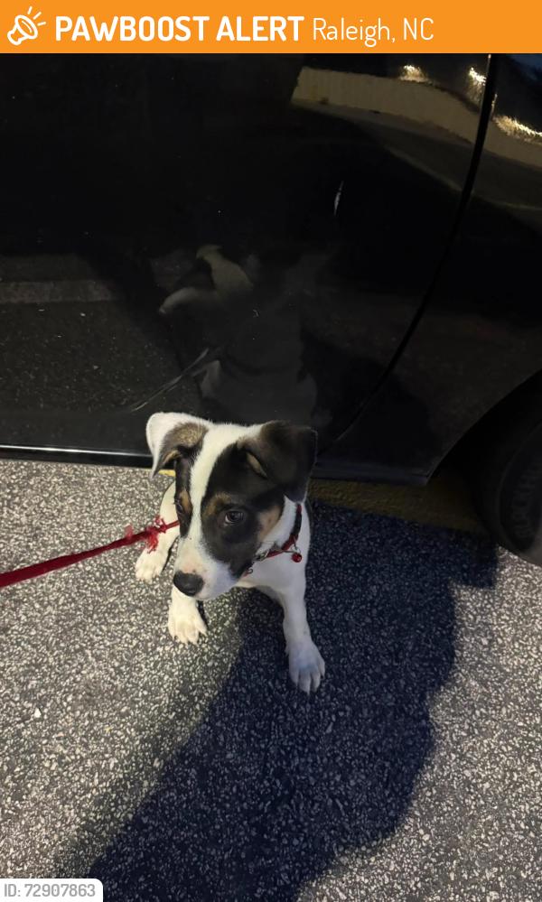 Found/Stray Male Dog last seen Near new Bern ave Raleigh 27610, Raleigh, NC 27601
