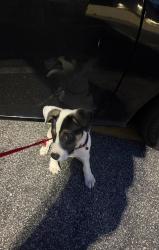 Found/Stray Male Dog last seen Near new Bern ave Raleigh 27610, Raleigh, NC 27601