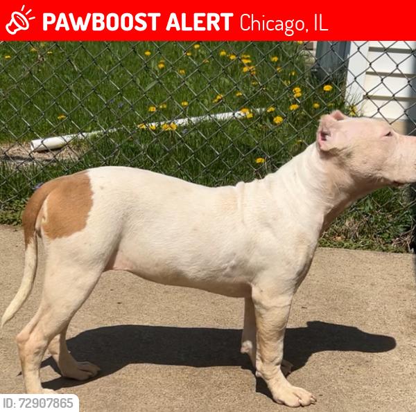 Lost Female Dog last seen Addison and kimball , Chicago, IL 60618