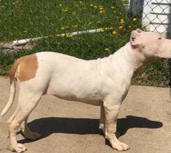 Lost Female Dog last seen Addison and kimball , Chicago, IL 60618