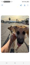 Found/Stray Unknown Dog last seen On the street, Sunrise Manor, NV 89156