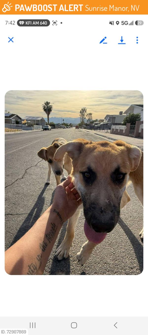 Found/Stray Unknown Dog last seen On the street, Sunrise Manor, NV 89156