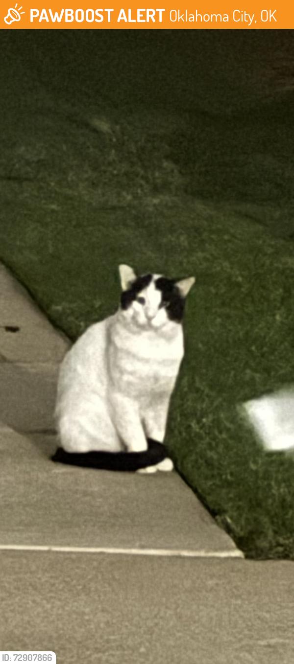 Found/Stray Unknown Cat last seen Westpark pl, Oklahoma City, OK 73142
