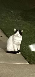 Found/Stray Unknown Cat last seen Westpark pl, Oklahoma City, OK 73142