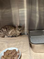 Found/Stray Male Cat last seen Glen Erin and fifth , Mississauga, ON 