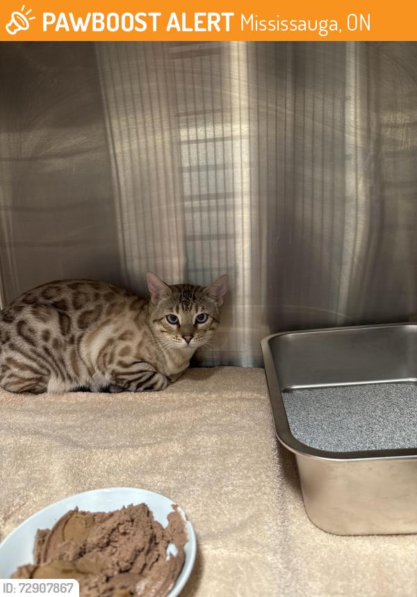 Found/Stray Male Cat last seen Glen Erin and fifth , Mississauga, ON 
