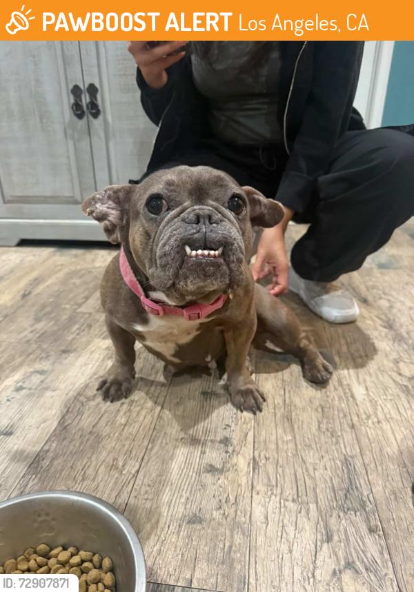 Found/Stray Female Dog last seen Magic Johnson Park, Los Angeles, CA 90059