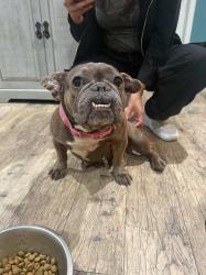 Found/Stray Female Dog last seen Magic Johnson Park, Los Angeles, CA 90059
