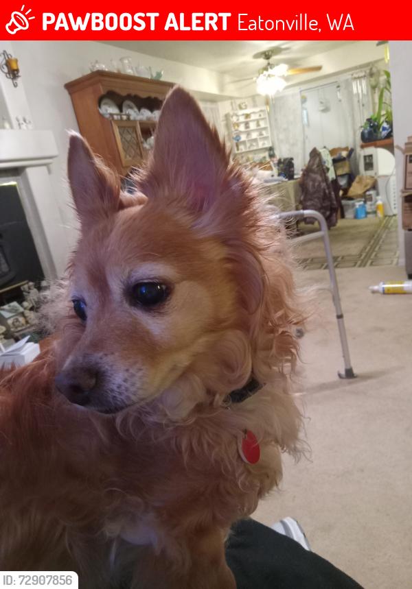 Lost Male Dog last seen 366th St Ct E & 64th Ave E, Eatonville, WA 98328