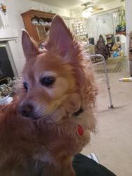 Lost Male Dog last seen 366th St Ct E & 64th Ave E, Eatonville, WA 98328