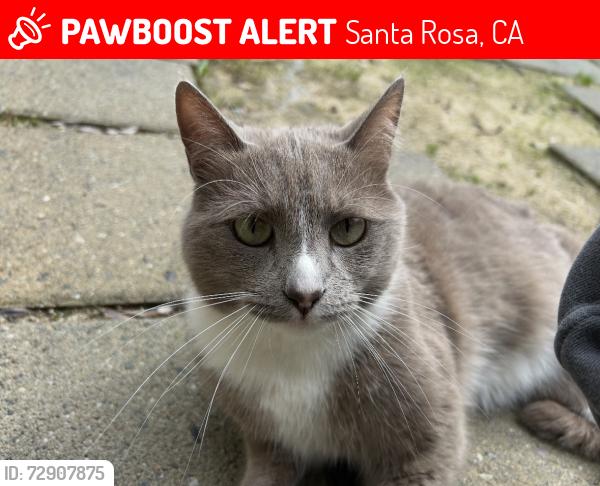 Lost Male Cat last seen West college Ave , Santa Rosa, CA 95401