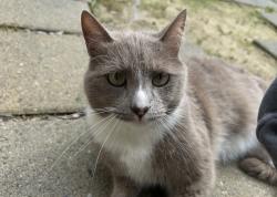 Lost Male Cat last seen West college Ave , Santa Rosa, CA 95401