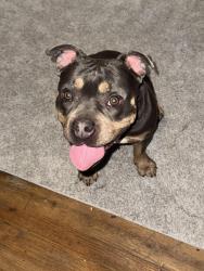 Reunited Female Dog last seen 4st and 21st ave Rockford il 61104, Rockford, IL 61104