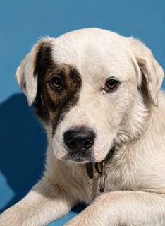Shelter Stray Male Dog last seen Near BLOCK E 21ST, Jacksonville, FL 32204