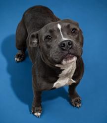 Shelter Stray Female Dog last seen Near BLOCK E 21ST, Jacksonville, FL 32204