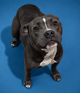 Shelter Stray Female Dog last seen Near BLOCK E 21ST, Jacksonville, FL 32204
