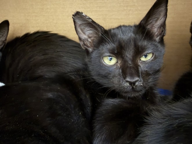 Shelter Stray Male Cat last seen , Los Angeles, CA 90031