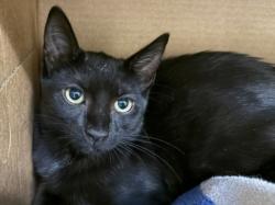 Shelter Stray Female Cat last seen , Los Angeles, CA 90031
