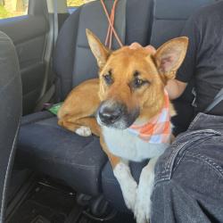 Reunited Male Dog last seen Broadway & G St, El Cajon, CA 92021