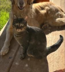 Reunited Male Cat last seen Near NW 35th St, Yukon, OK 73099, USA, Yukon, OK 73099