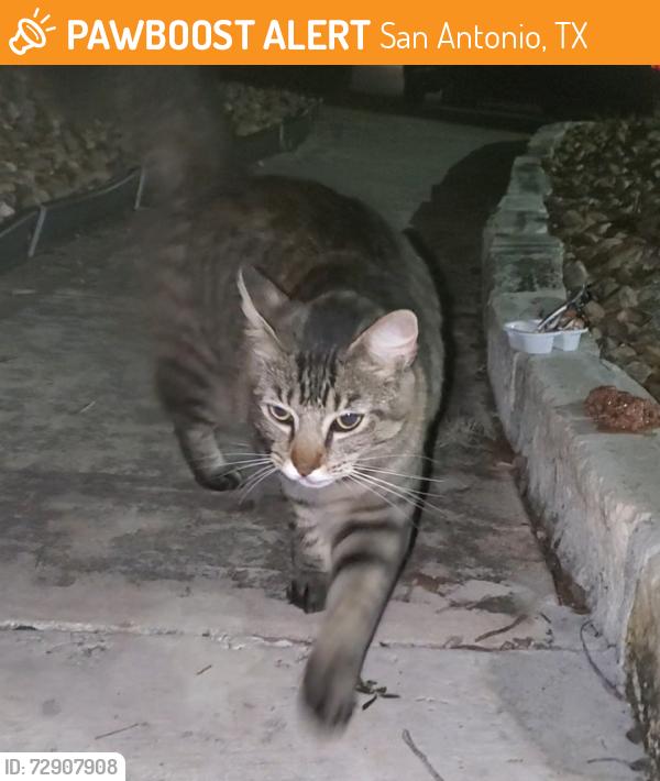 Found/Stray Unknown Cat last seen Oakhampton place apmts, Oakwell Farms, San Antonio, TX 78218