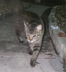 Found/Stray Unknown Cat last seen Oakhampton place apmts, Oakwell Farms, San Antonio, TX 78218