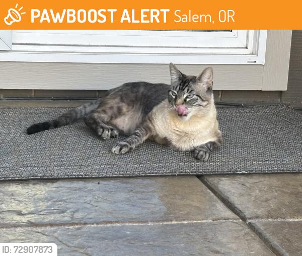 Found/Stray Male Cat last seen Redleaf, Salem, OR 97306