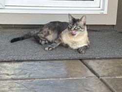 Found/Stray Male Cat last seen Redleaf, Salem, OR 97306