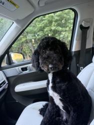 Reunited Male Dog last seen N. Old Franklin and Bass Rd, Nashville, NC 27856