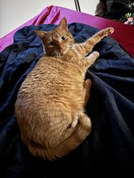 Lost Female Cat last seen Park lake drive, Louisville, KY 40229