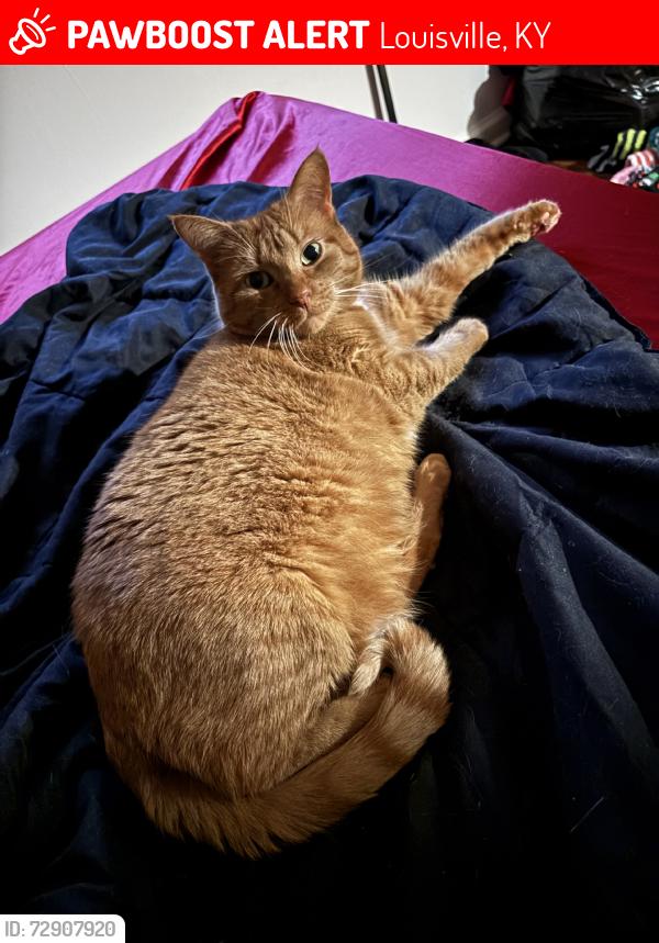 Lost Female Cat last seen Park lake drive, Louisville, KY 40229