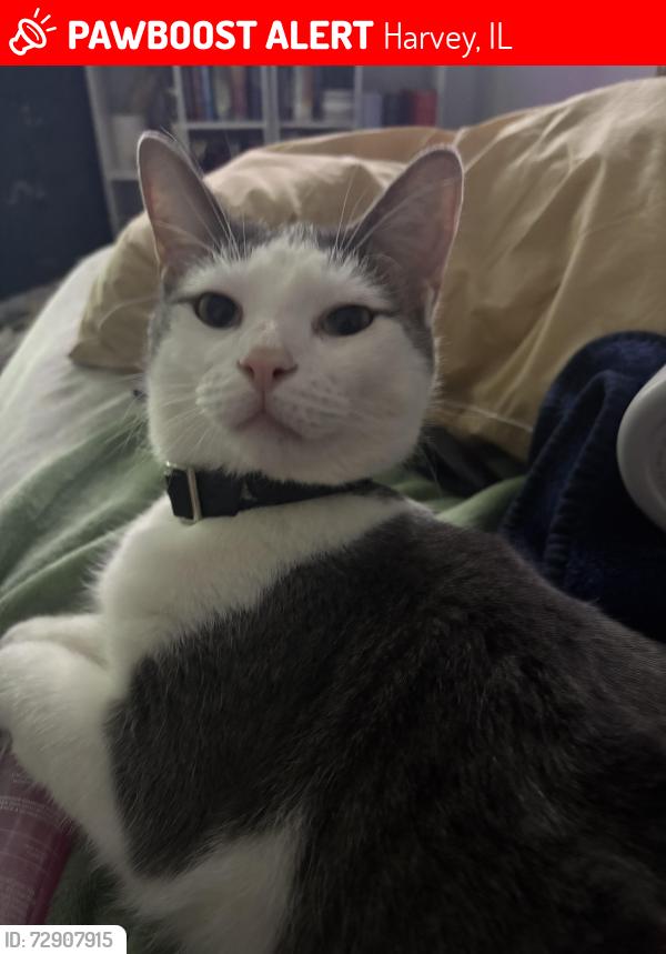 Lost Male Cat last seen Sangamon Street & Calumet Blvd, Harvey, IL 60426