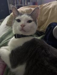 Lost Male Cat last seen Sangamon Street & Calumet Blvd, Harvey, IL 60426