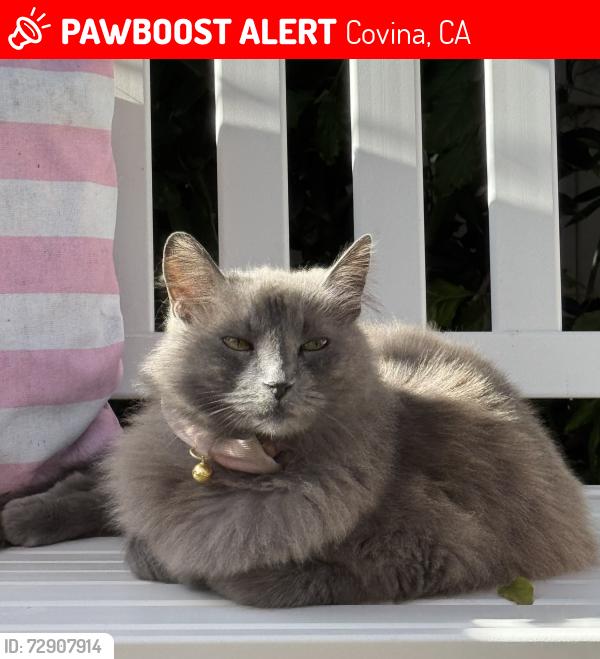 Lost Female Cat last seen Marilyn way & Virginia , Covina, CA 91723