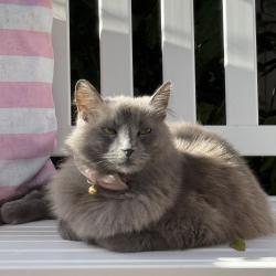 Lost Female Cat last seen Marilyn way & Virginia , Covina, CA 91723