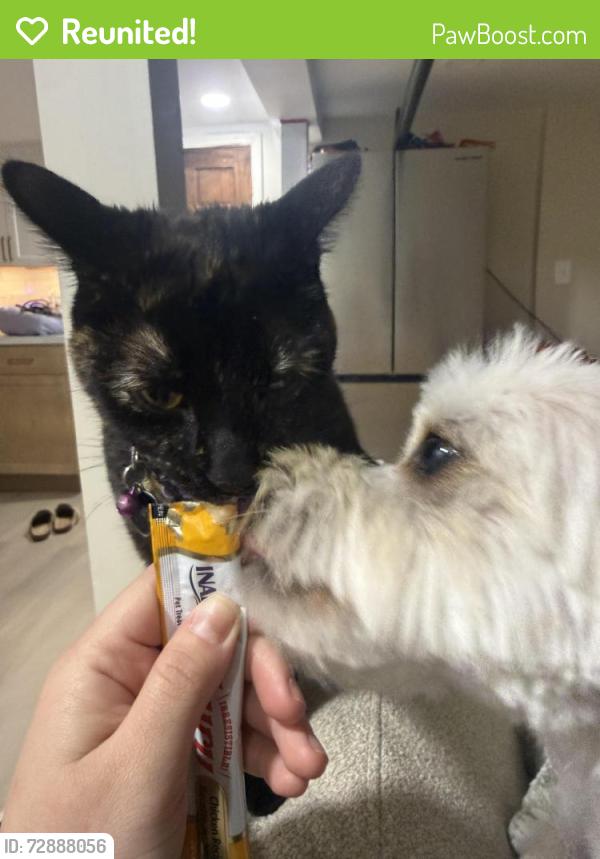 Reunited Female Cat last seen Laramie and School st , Chicago, IL 60641