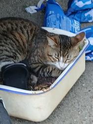 Reunited Male Cat last seen 41st street, Sacramento, CA 95824